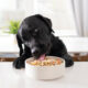 What Should I Feed My Dog in Addition to His Dog Food for Nutrition?